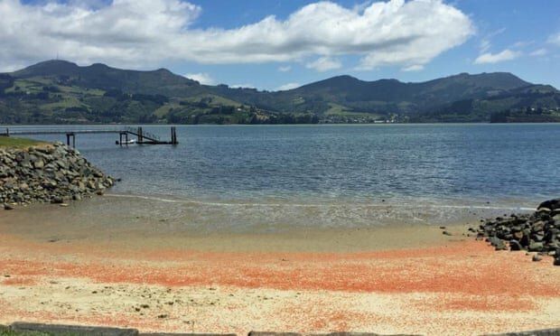 Ακτές στη Νέα Ζηλανδία βάφτηκαν κόκκινες από εκατομμύρια νεκρούς αστακούς που έκαναν ένα μοιραίο