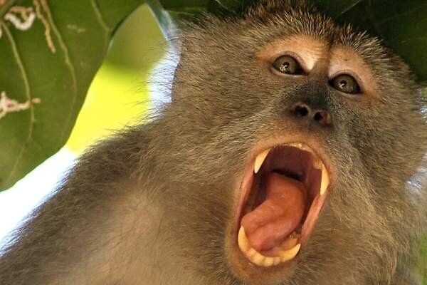 Unos monos huyen con muestras de coronavirus tras atacar a un investigador en un