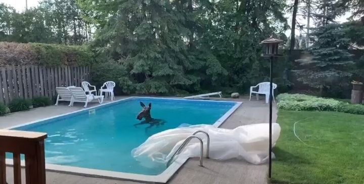 Αλκη βρέθηκε να κολυμπάει σε πισίνα κατοικίας στην Οτάβα στον Καναδά.