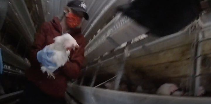 Kelly Holt carries a hen at an egg farm that was scaling down operations and killing many of its birds.