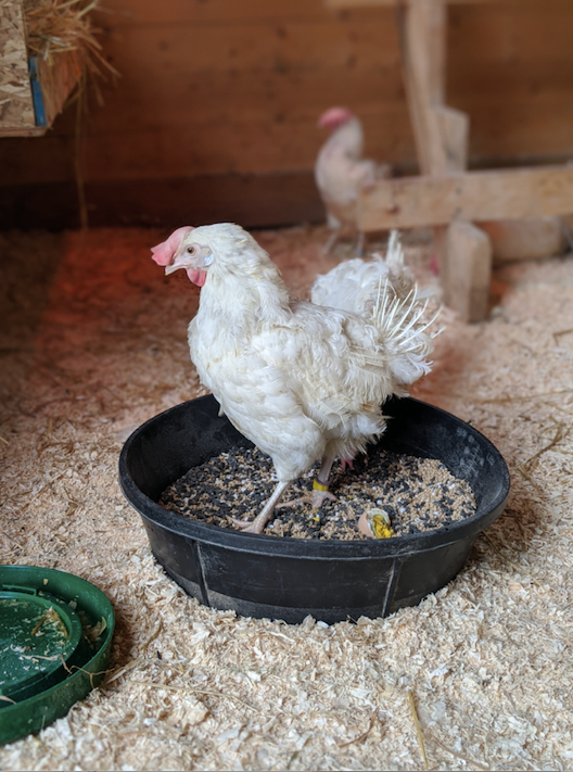 Hens get used to their new digs at Barn Sanctuary.