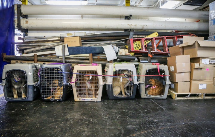 Dogs whose owners are missing or presumed dead are seen in the aftermath of Hurricane Dorian and Tropical Storm Humberto in the Bahamas in 2019.