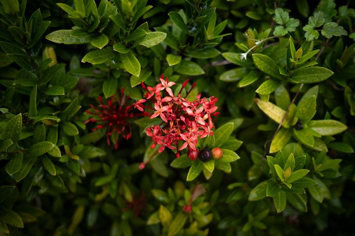 沖縄三大名花とも呼ばれるサンダンカが雨の中静かに花弁を広げていた。