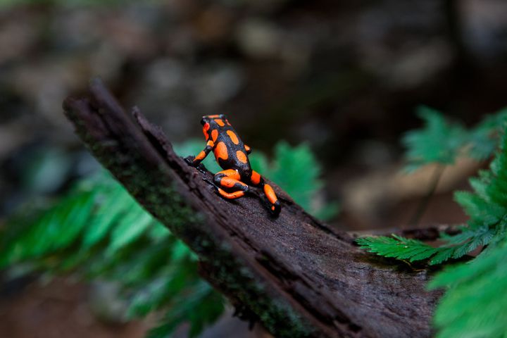 A poisonous harlequin dart frog on a tree trunk in the jungle on Oct. 4, 2012, in Utria National Park, Colombia.
