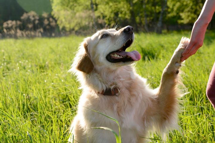 Portrait of Golden Retriever giving paw