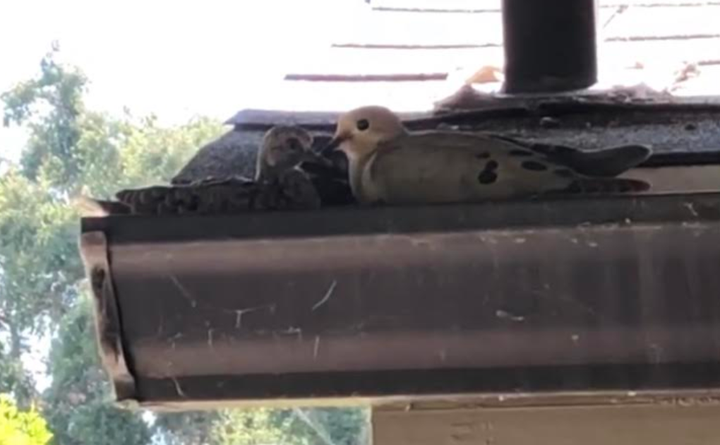 Two mourning doves photographed at the author's home.