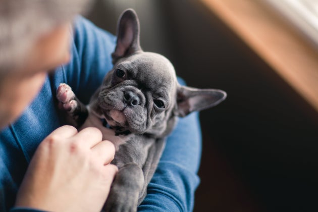 ペットにも新型コロナの影響が 住まいを失い 昨日から私も犬も食べてません ハフポスト