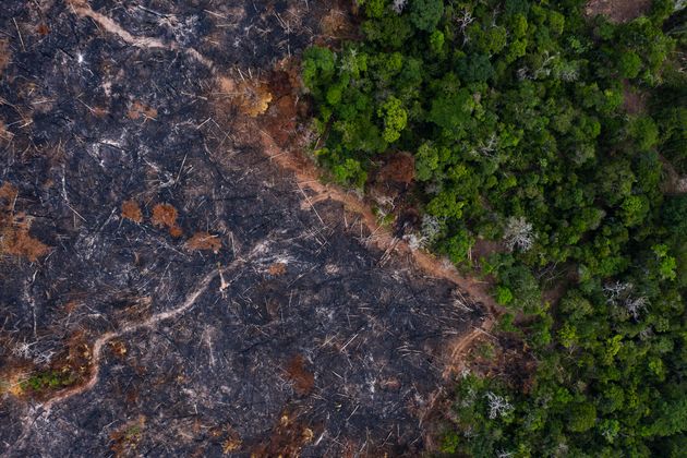 Η εξαφάνιση των τροπικών δασών- Κάθε έξι δευτερόλεπτα χάνεται έκταση ίση με γήπεδο