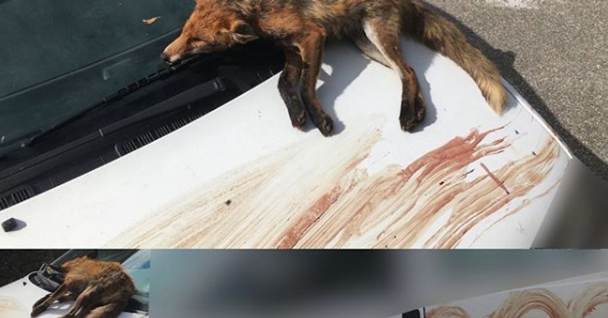 Un Defenseur Des Animaux Decouvre Un Renard Mort Sur Sa Voiture Le Huffpost