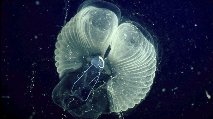 This 2002 photo provided by the Monterrey Bay Aquarium Research Institute shows a close up view of a "giant larvacean" and its "inner house" - a mucus filter that the animal uses to collect food. The creature, usually three to ten centimeters (about one to four inches) in length, builds a huge mucous structure that functions as an elaborate feeding apparatus, guiding food particles into the animal's mouth. When the filters get clogged, the larvacean abandons them. The abandoned filters sink toward the seafloor, and become an important food source for other marine animals.