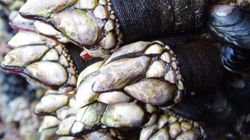 Un candidat a osé proposer cet aliment dans son épreuve de “Top