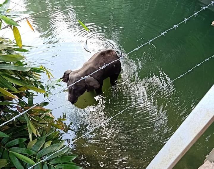 The death of an elephant in Kerala.