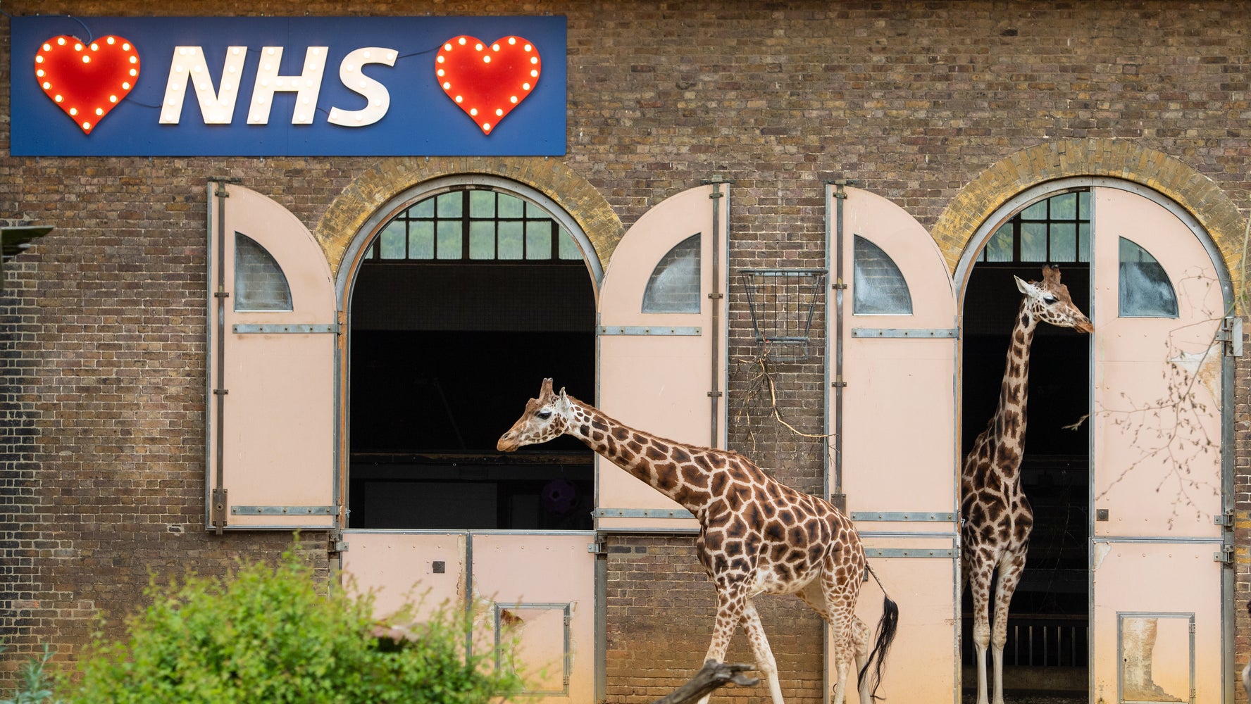 UK Zoos May Never Reopen Post-Lockdown: 'Our Future Hangs In The