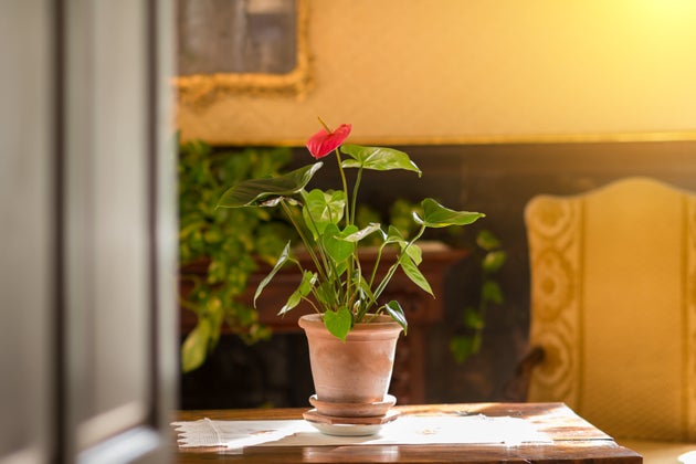 Ανθούριο σε γλάστρα πάνω σε τραπέζι, μη το φως του ήλιου.