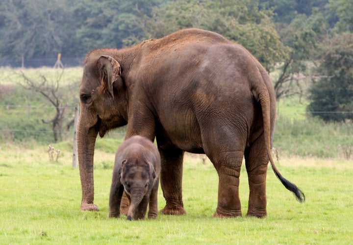Asian elephants at Whipsnade Zoo in Bedfordshire.