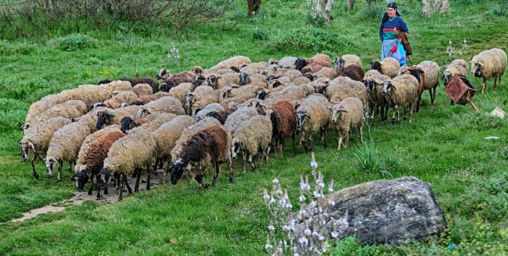 Shepherd woman shepherds mixed flock of sheep and cows in Karditsa countryside, Thessaly