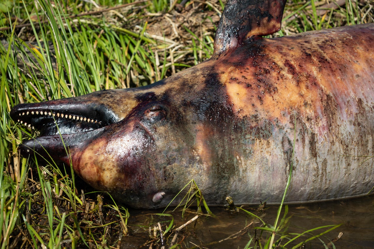 A dead dolphin in the Breton Sound off St. Bernard Parish. A dolphin die-off started in the spring of 2019 not long after the opening of the Bonnet Carre Spillway.