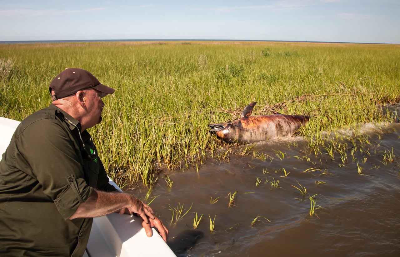 George Ricks next to a dead dolphin in Breton Sound off St. Bernard Parish. Dolphins began to die off without explanation in spring 2019, not long after the opening of the Bonnet Carre Spillway. This week, the "unexplained die-off” was linked to river water flooding.