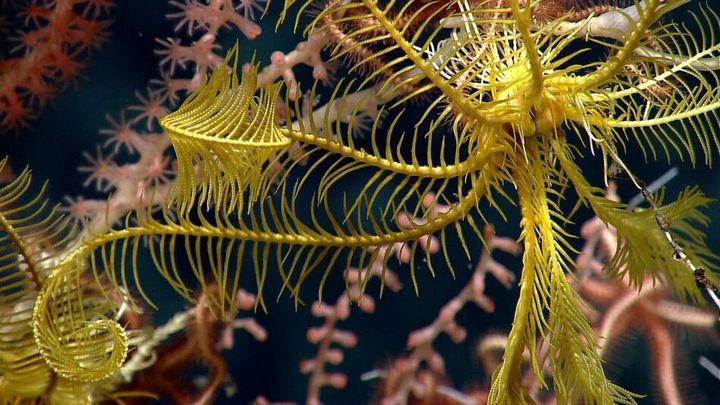A glimpse at what the Northeast Canyons and Seamounts Marine National Monument is protecting.