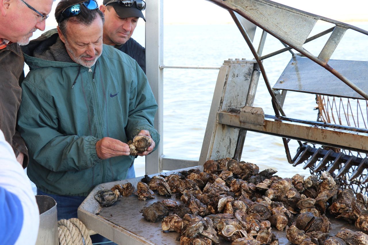 St, Bernard Parish oysterman Brad Robin, owner of Robin Seafood, checking oysters damaged by fresh water flooding off St Bernard Parish.