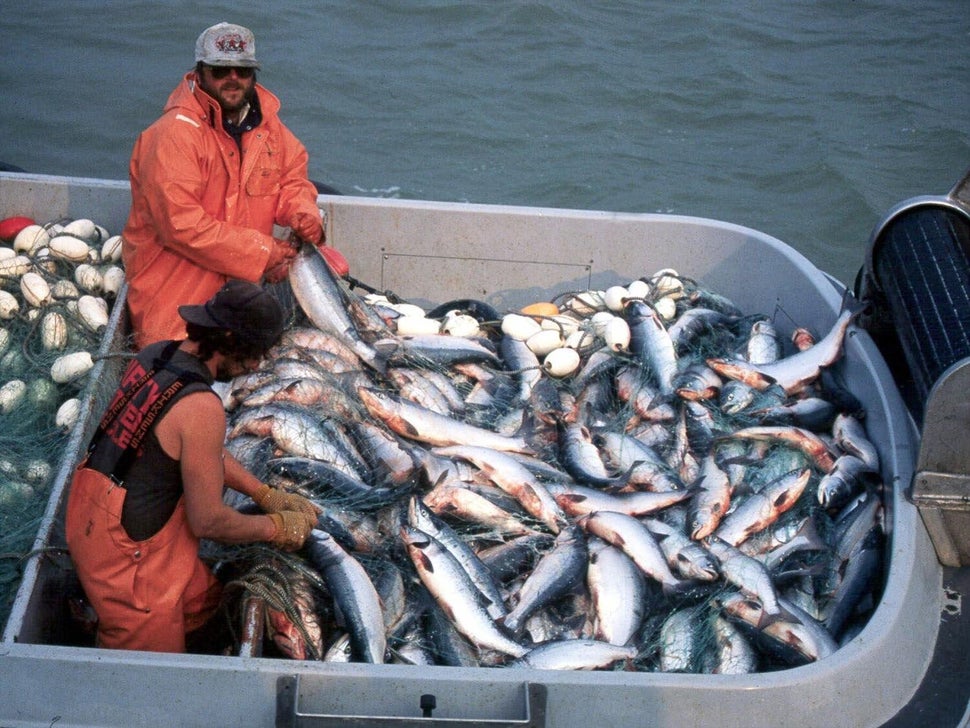 Salmon in a fishing boat on Alaska's Naknek River.