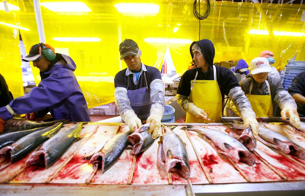 Workers clean salmon carcasses on a cleaning line at the Alitak Cannery in Alitak, Alaska, in 2008.