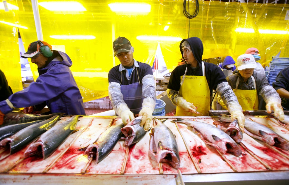 Workers clean salmon carcasses on a cleaning line at the Alitak Cannery in Alitak, Alaska, in 2008.