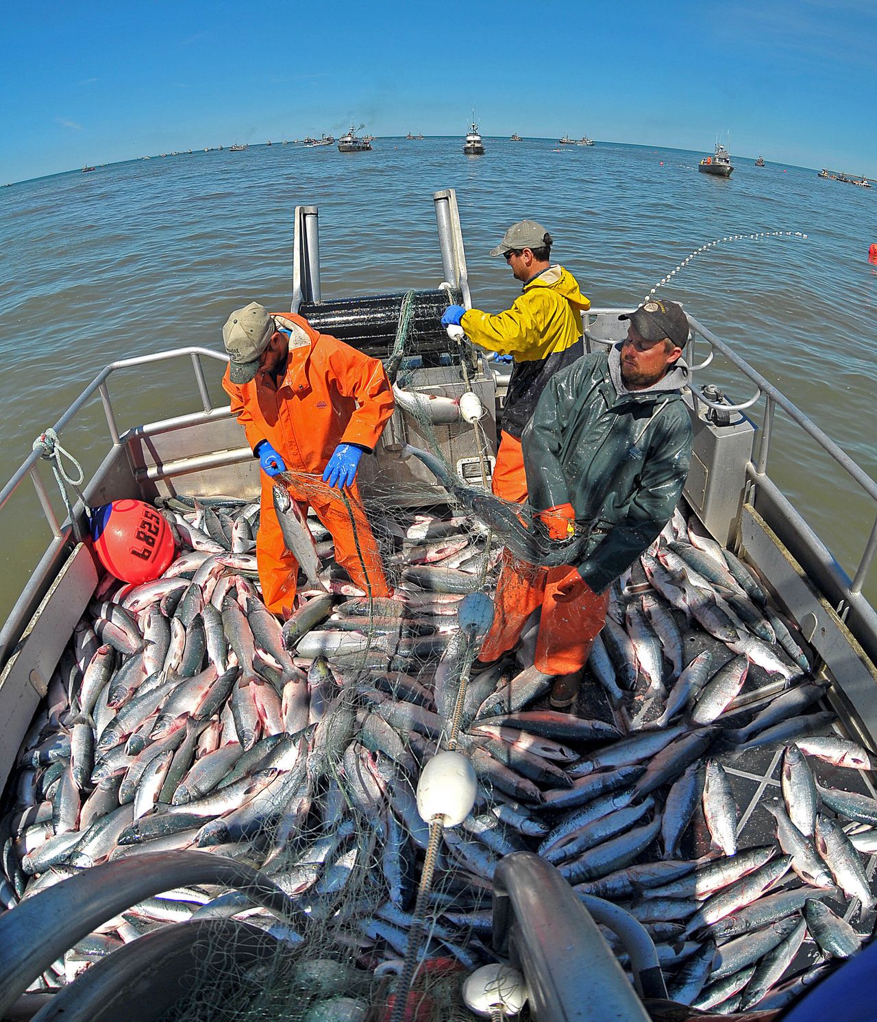 In this 2009 file photo, fishermen work to remove sockeye salmon from their net in the Egegik district of the Bristol Bay, Alaska, sockeye salmon fishery.