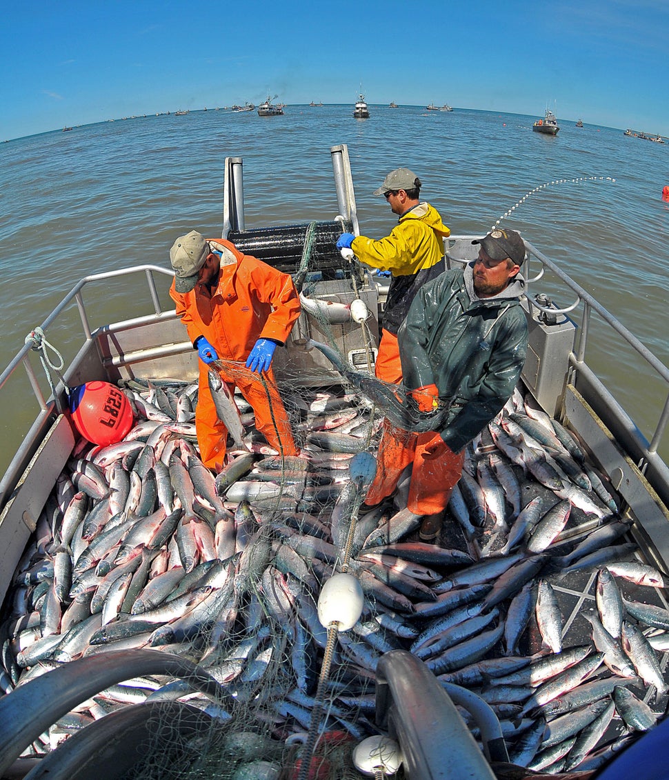 In this 2009 file photo, fishermen work to remove sockeye salmon from their net in the Egegik district of the Bristol Bay, Al