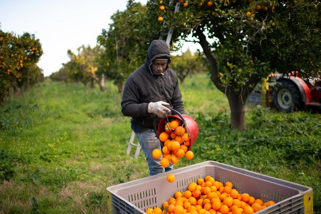 ROSARNO, CALABRIA, ITALY - 2020/02/06: A Senegalese migrant collects oranges on the plain of Rosarno and San Ferdinando in Calabria. (Photo by Alfonso Di Vincenzo/KONTROLAB/LightRocket via Getty Images)