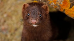 Suspectés de transmettre le Covid-19, des milliers de visons abattus aux