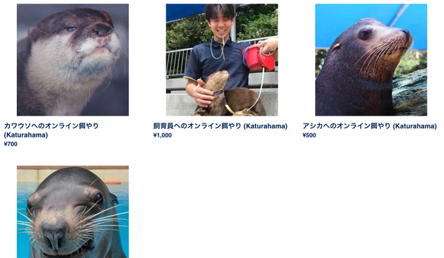飼育員へのオンライン餌やり 桂浜水族館の奇策について 担当者に聞いた ハフポスト