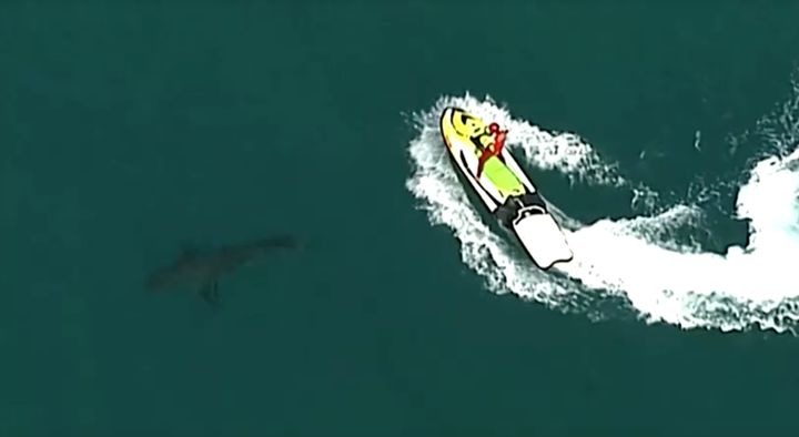 Aerial view of surf lifesaver on jet ski behind the shark.