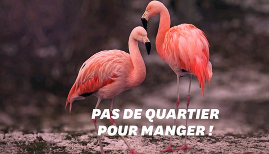 Les flamants les plus roses sont les plus agressifs d’après cette