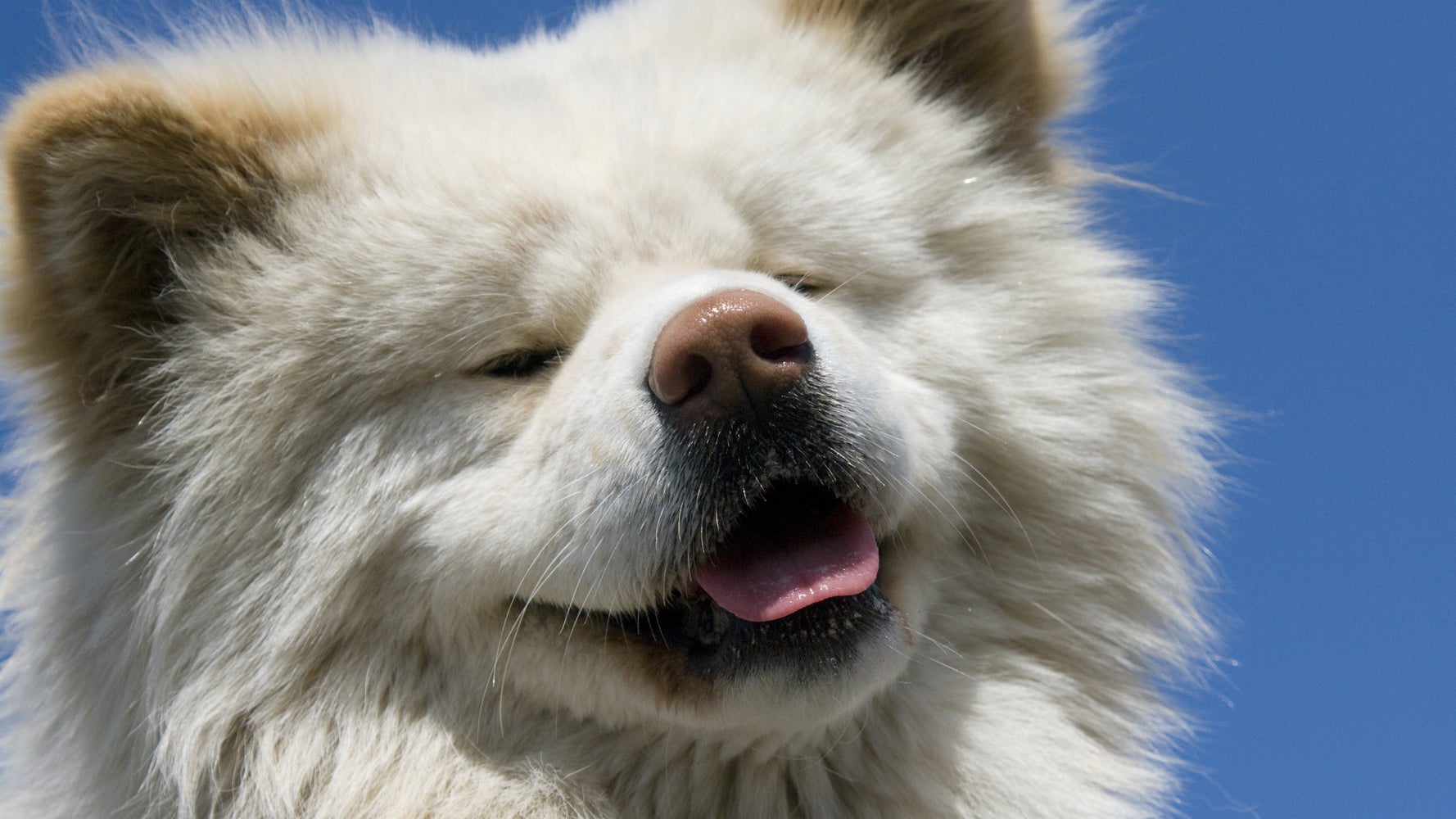秋田犬 わさお 天国へ 眠りに落ちるように安らかな旅立ち ハフポスト 秋田犬 わさお 天国へ 眠りに落ちるように安らかな旅立ち ハフポスト