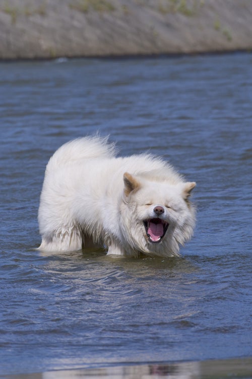 画像集】ありがとう、そしてバイバイ。見る人を笑顔にしてくれた