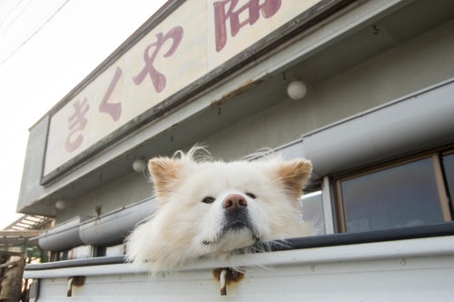 画像集】ありがとう、そしてバイバイ。見る人を笑顔にしてくれた 画像集】ありがとう、そしてバイバイ。見る人を笑顔にしてくれた