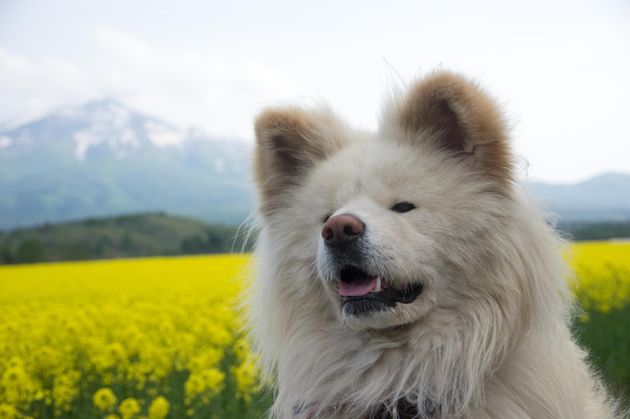 【画像集】ありがとう、そしてバイバイ。見る人を笑顔にしてくれたカワイイ「わさお」