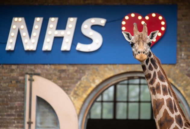 Zoos, Safari Parks And Outdoor Cinemas In England To Reopen On June 15