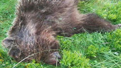 Un ours abattu en Ariège, l’État va porter