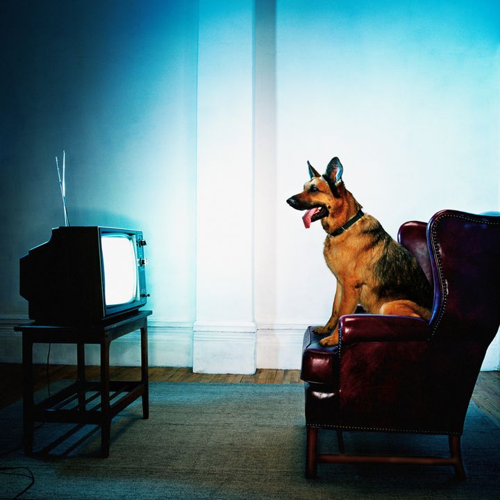Κηνυγόσκυλο παρακολουθεί τηλεόραση