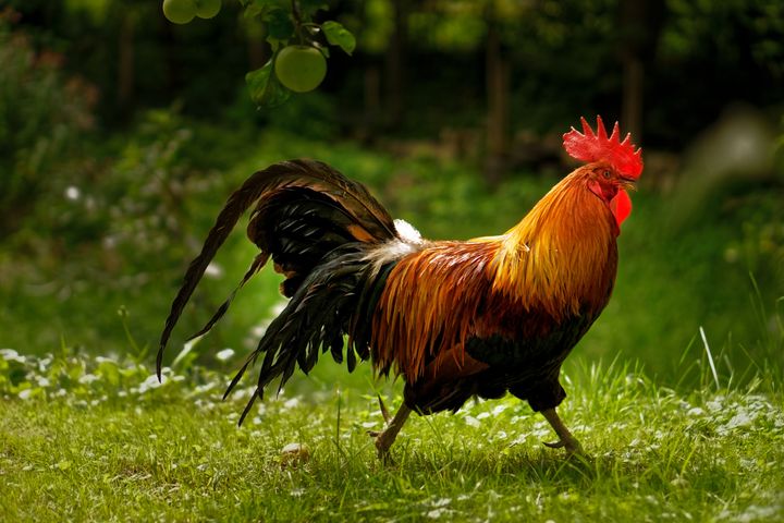 Side view of rooster