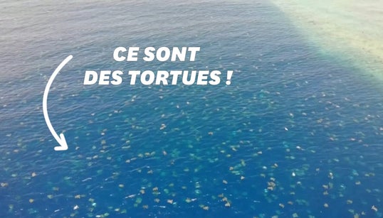 La nurserie de la Grande barrière de corail est encore plus grande que ce qu’on