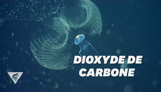 Ces créatures hypnotiques pleines de mucus pourraient aider à combattre le réchauffement