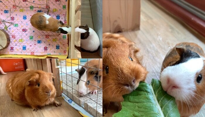 엄지와 친해지는 중인 몽실, 통통이 모습 