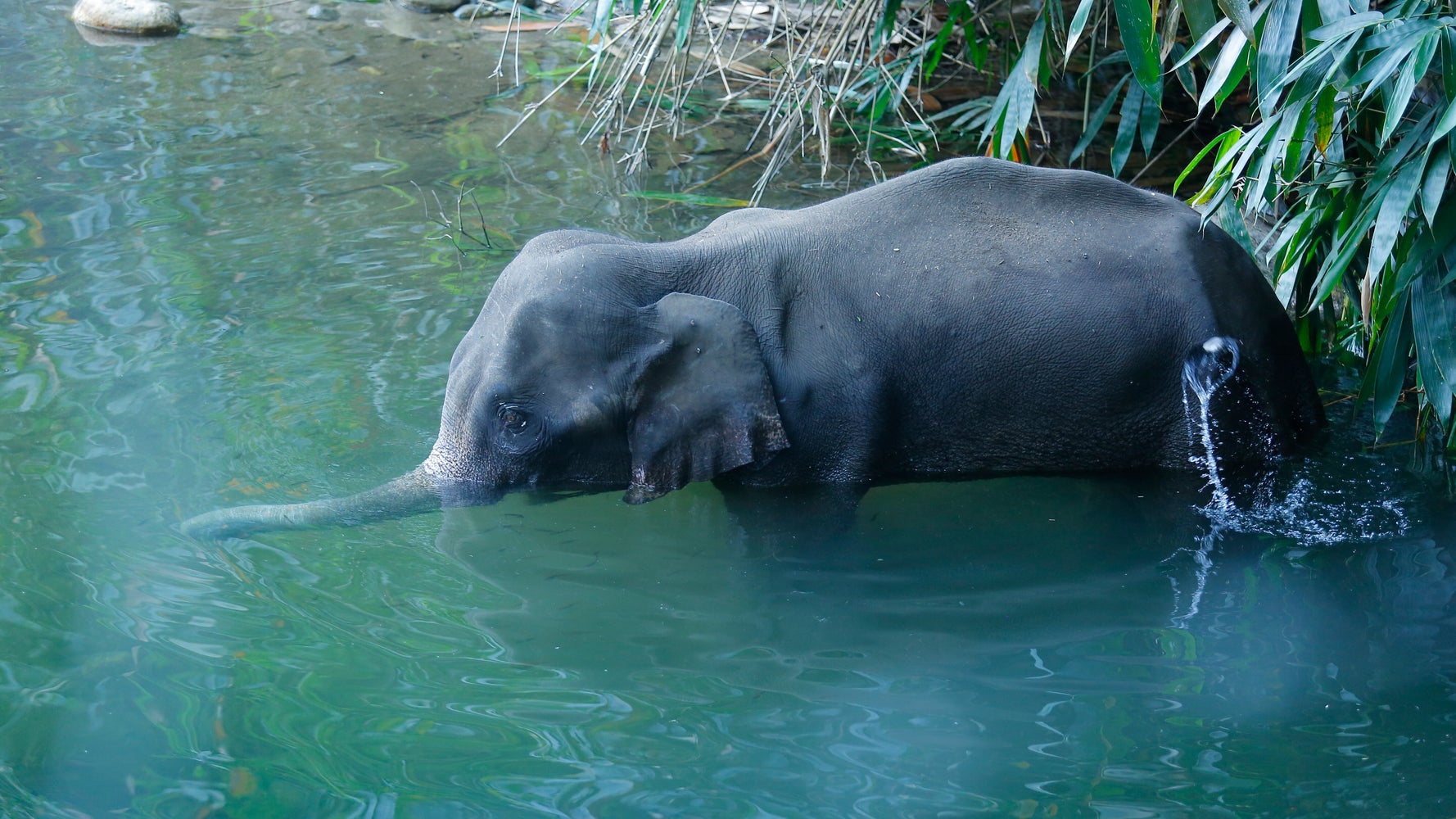 Beyond Cruelty And Innocence: What the Death Of An Elephant In Kerala Tells Us About Ourselves | HuffPost News Beyond Cruelty And Innocence: What the Death Of An Elephant In Kerala Tells Us About Ourselves | HuffPost News