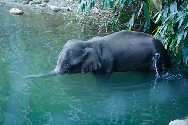 The injured 15-year-old pregnant wild elephant standing in Velliyar River moments before it died in Palakkad...