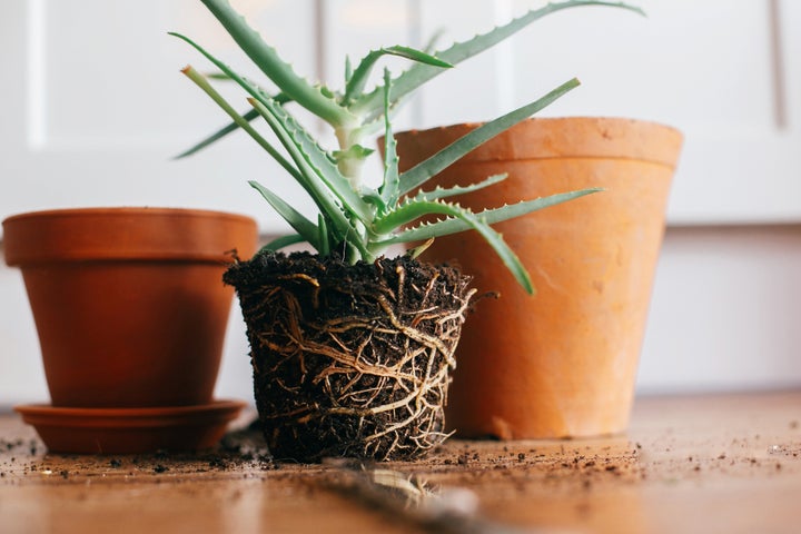 Experts advised against repotting plants under extreme temperatures, especially heat waves, because it can add extra stress to the plant.