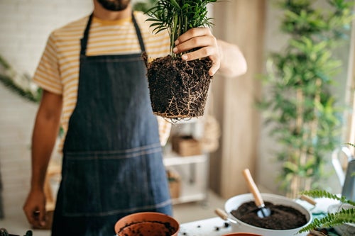 How To Repot A Plant Without Killing It, According To Green Thumbs |  HuffPost Life