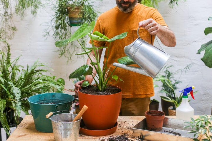 Typically, the problem isn't how much water you use to water a plant, but it's watering something too frequently.